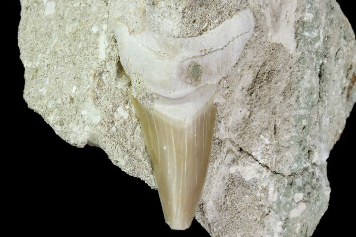 Otodus Shark Tooth Fossil in Rock - Eocene #111055